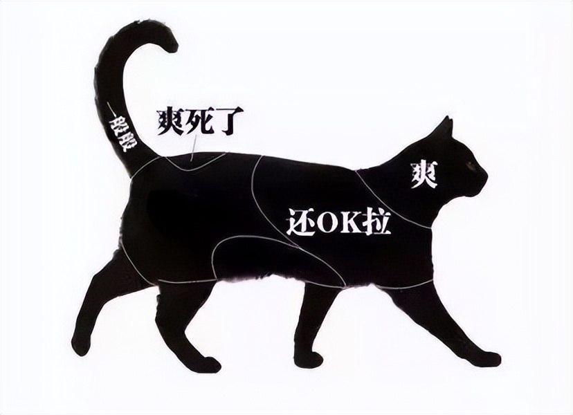 猫咪最想被抚摸的部位,猫咪最爱被摸的五个部位是什么