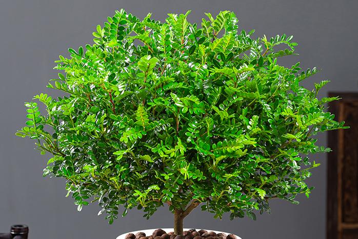 十大最旺家宅的盆栽花风水,好养且吉利的镇宅花