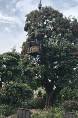 猪八戒的钉耙比悟空谁强,孙悟空金箍棒和猪八戒的九齿钉耙