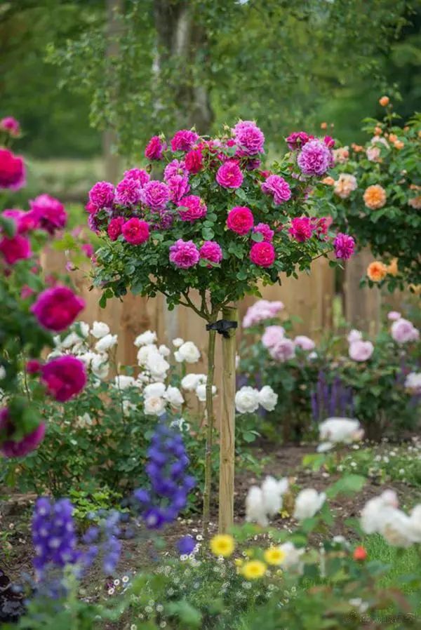 零下10度什么花冻不死,冬天不怕冷的花和植物