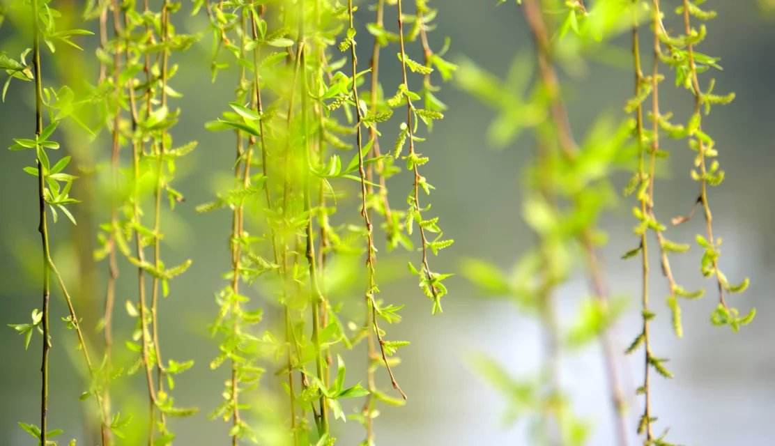 12首关于春风的小诗，浴春风十里，享万般情思