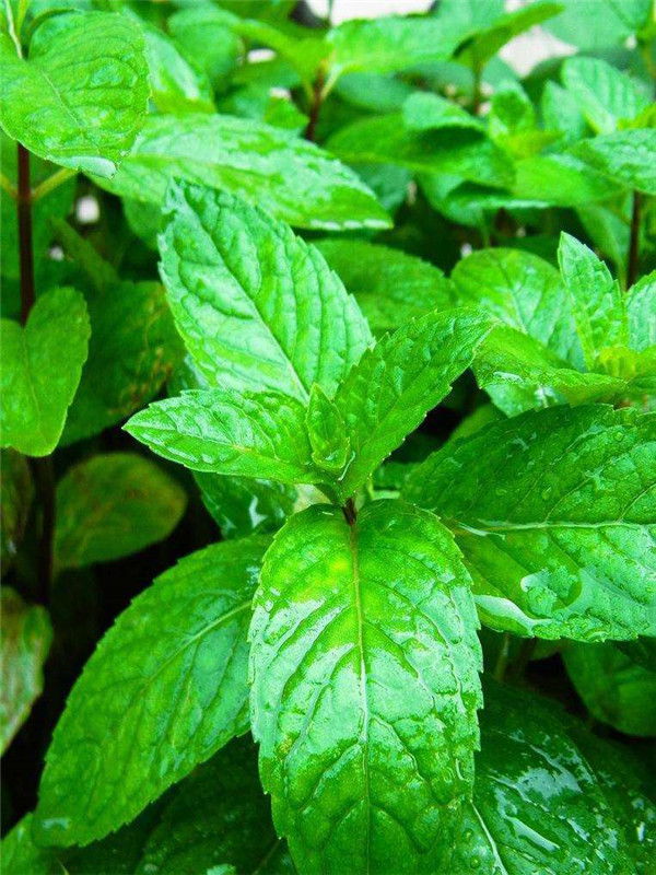 薄荷的功效与作用吃法大全,薄荷的功效与作用和主治