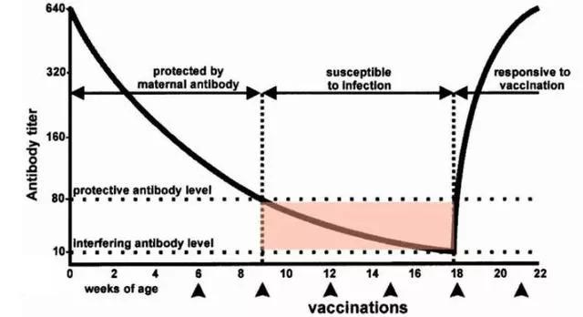 农村人买狗注意事项,农村狗市买狗注意事项