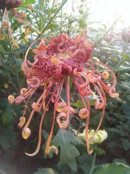 观赏鲜菊花,中华菊花欣赏