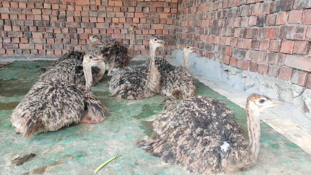 冷门养殖收益排行榜前十,冷门养殖利润排名