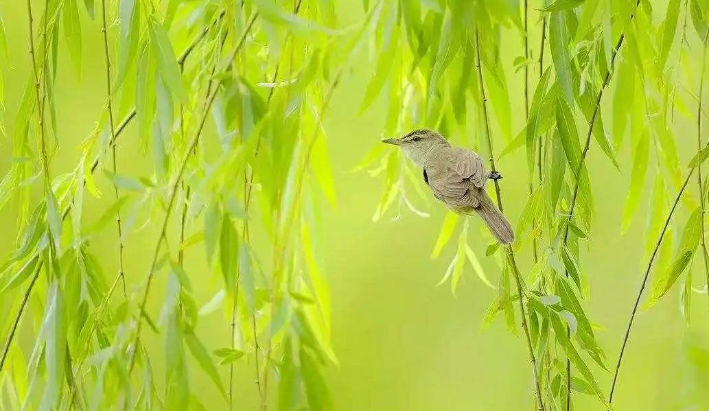 清明节是一个特别有趣的节日,清明节是一个富有特色的节日