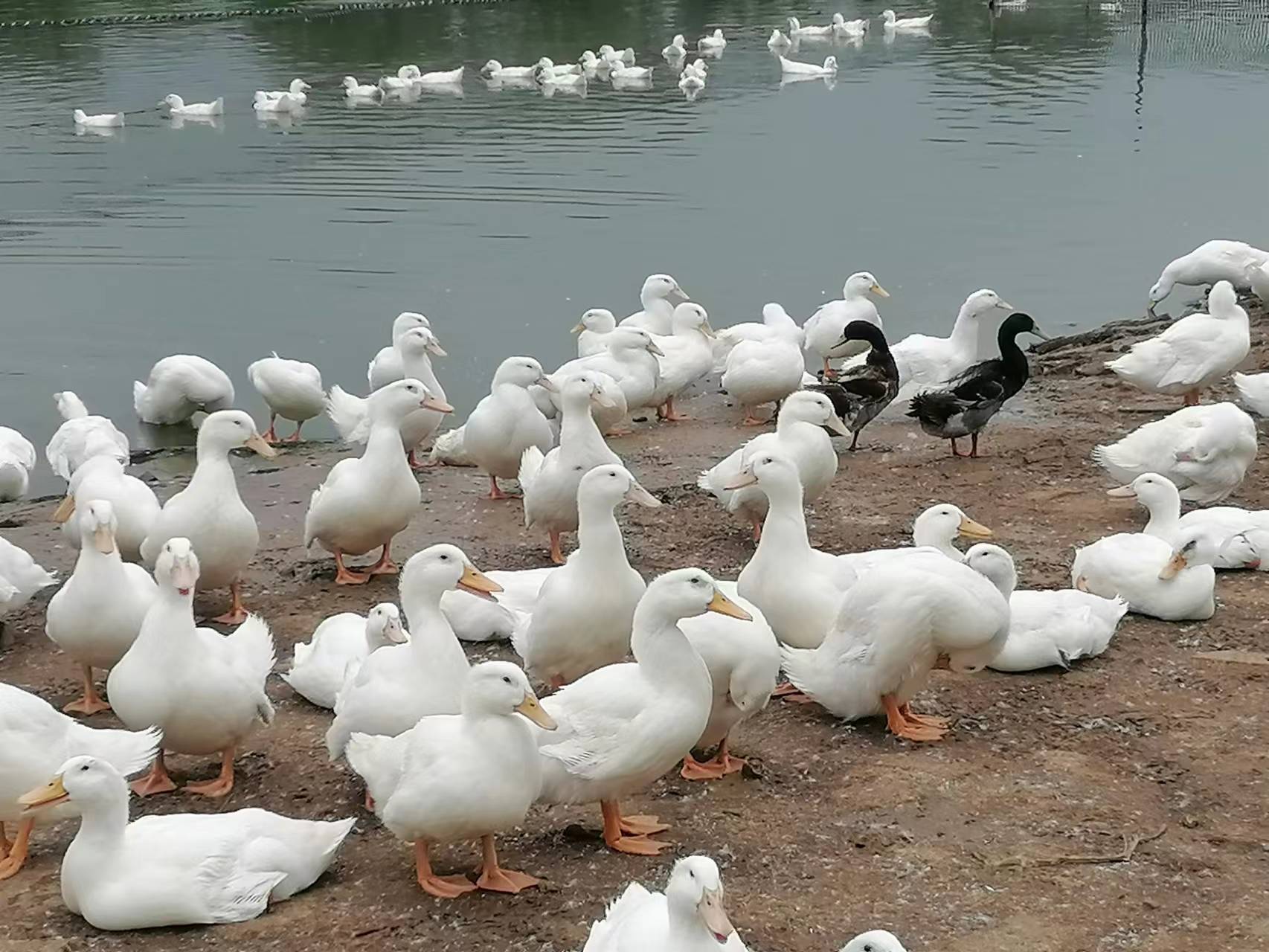 新手养鸡好还是养鸭好,新手养鸭