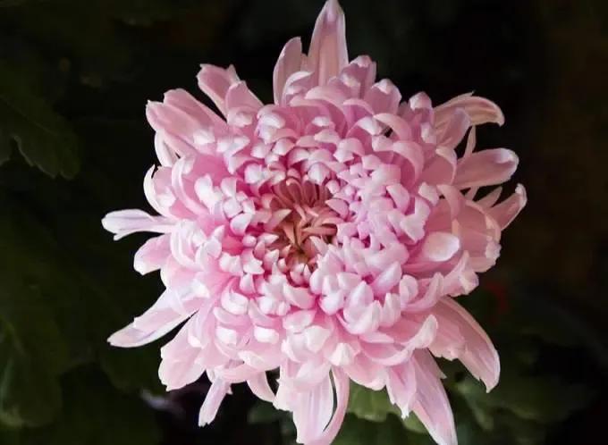 被评为中国传统十大名花,中国十大传统名花ppt