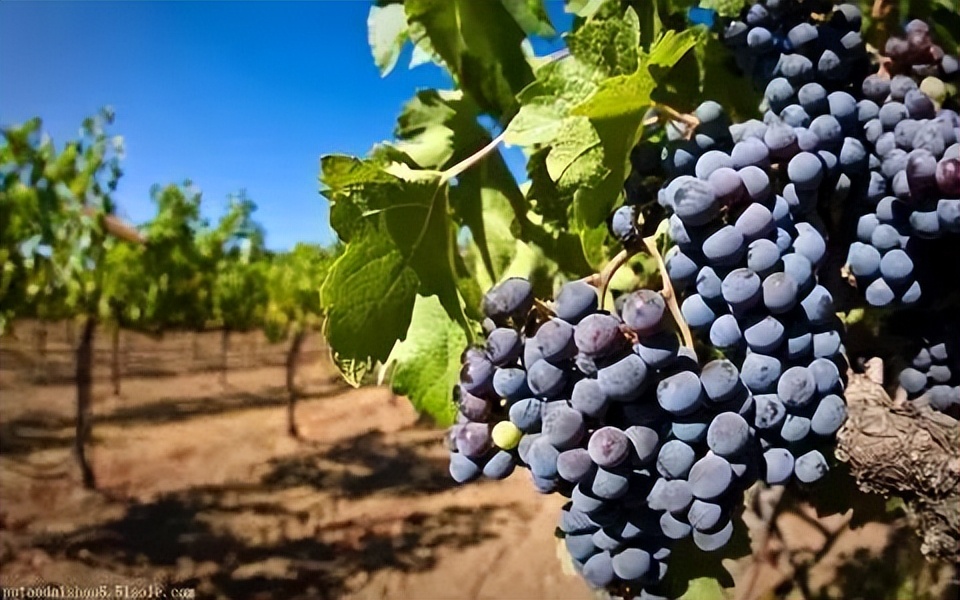 一瓶葡萄酒成本多少钱,一瓶葡萄酒要多少斤葡萄