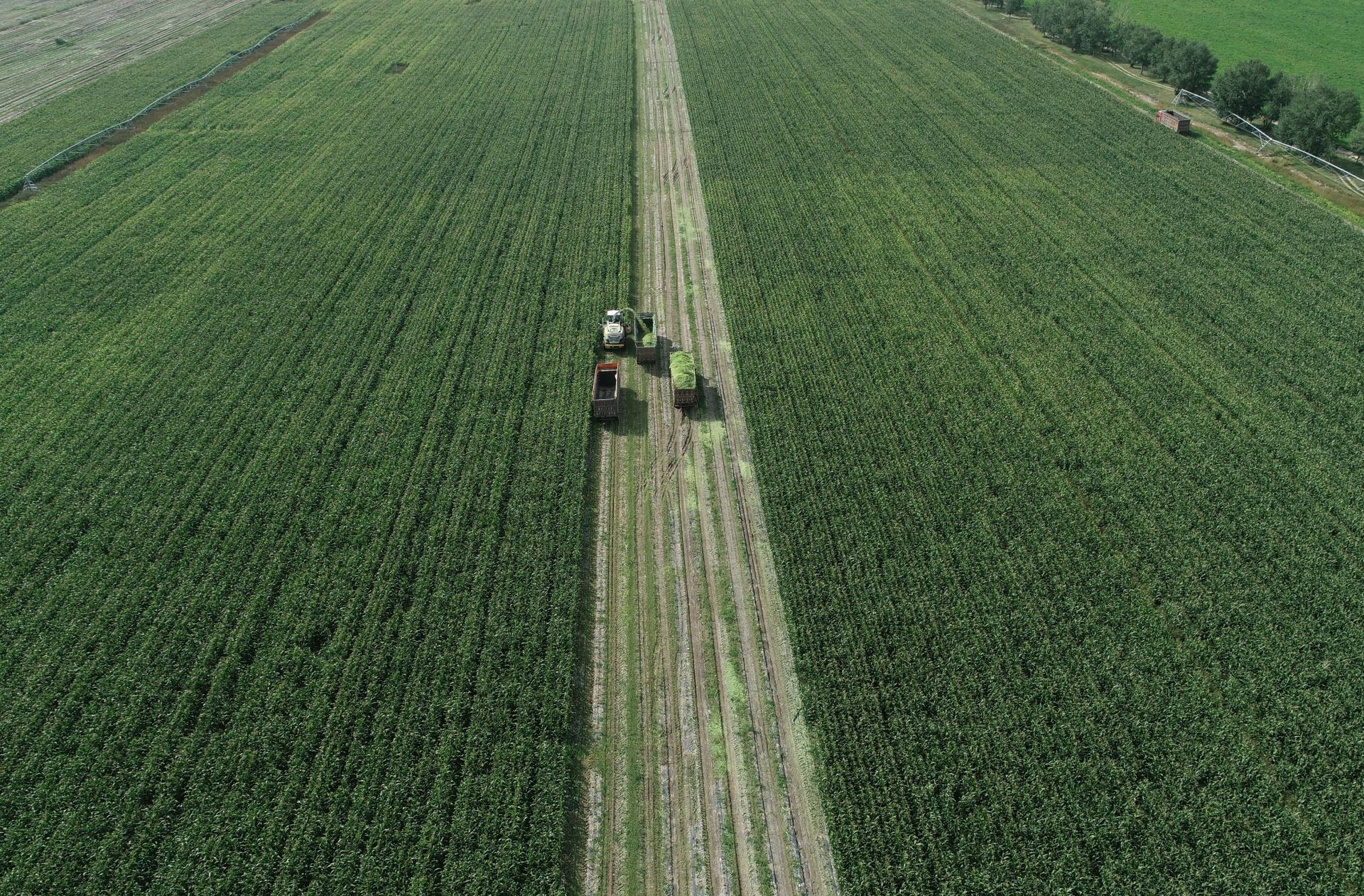 一台收割机9小时收割小麦45公顷,最新款玉米收割机青储收割视频