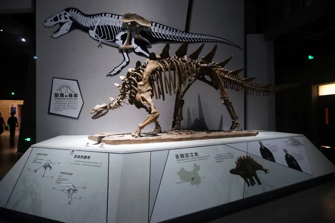 打卡山东博物馆和大明湖,山东博物馆打卡攻略