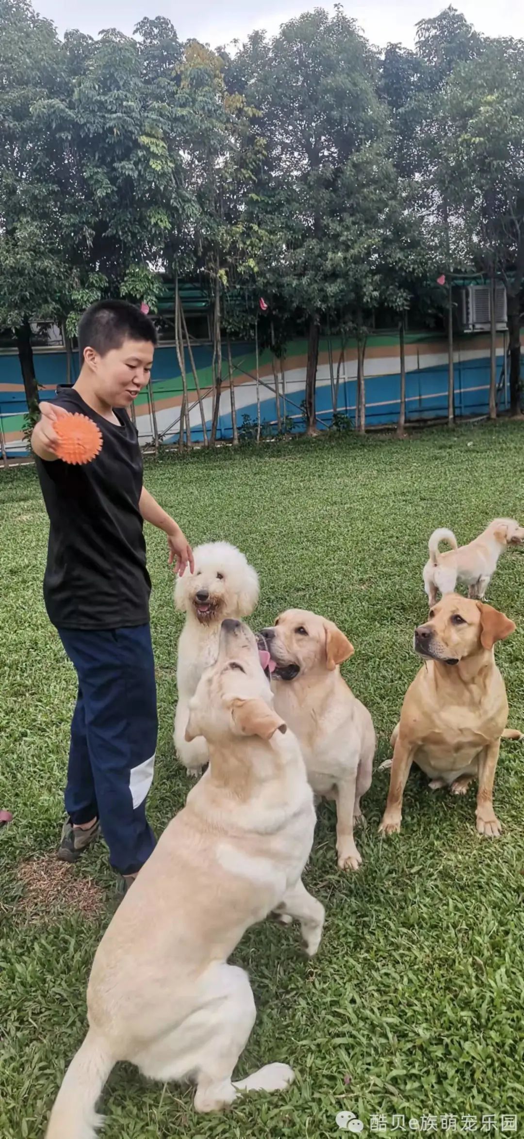 养狗误区123,养狗的误区