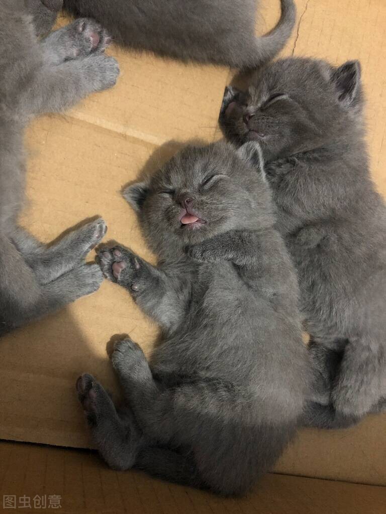 猫咪接生的注意事项,新手给猫咪接生全过程视频