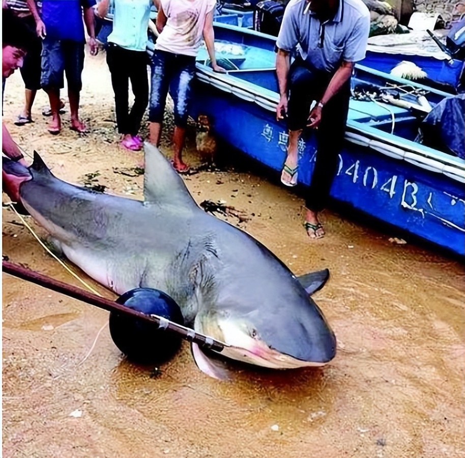 蛟龙的蛟是真的存在的吗,蛟龙发现什么生物