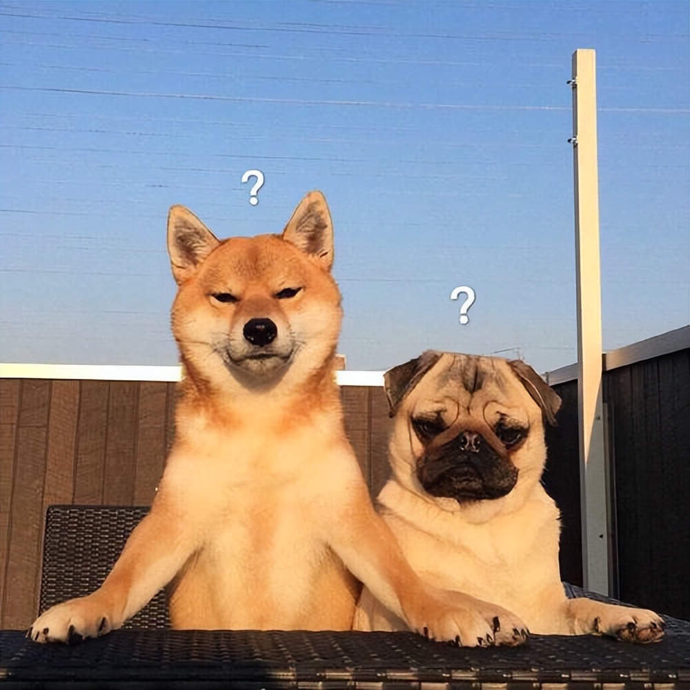 怎么自己在家给狗狗体检,在家给狗狗做检查