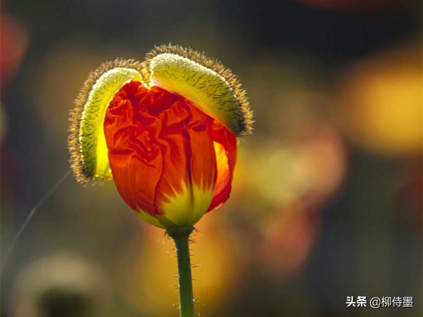 花朵唯美拍照,花朵如何拍摄唯美