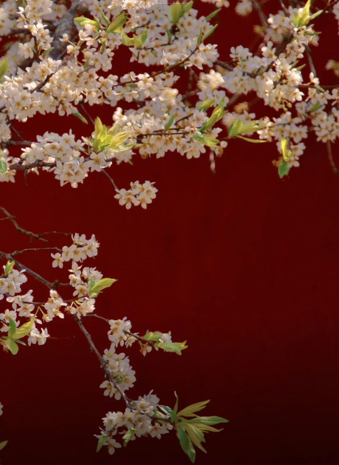 有一种叫云南的生活｜偏爱腾冲的N个理由