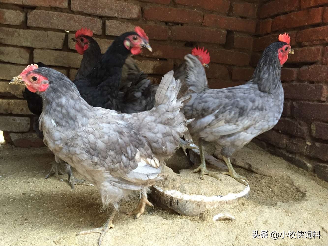 鸡中暑的症状和图片,鸡中暑最好治疗方法