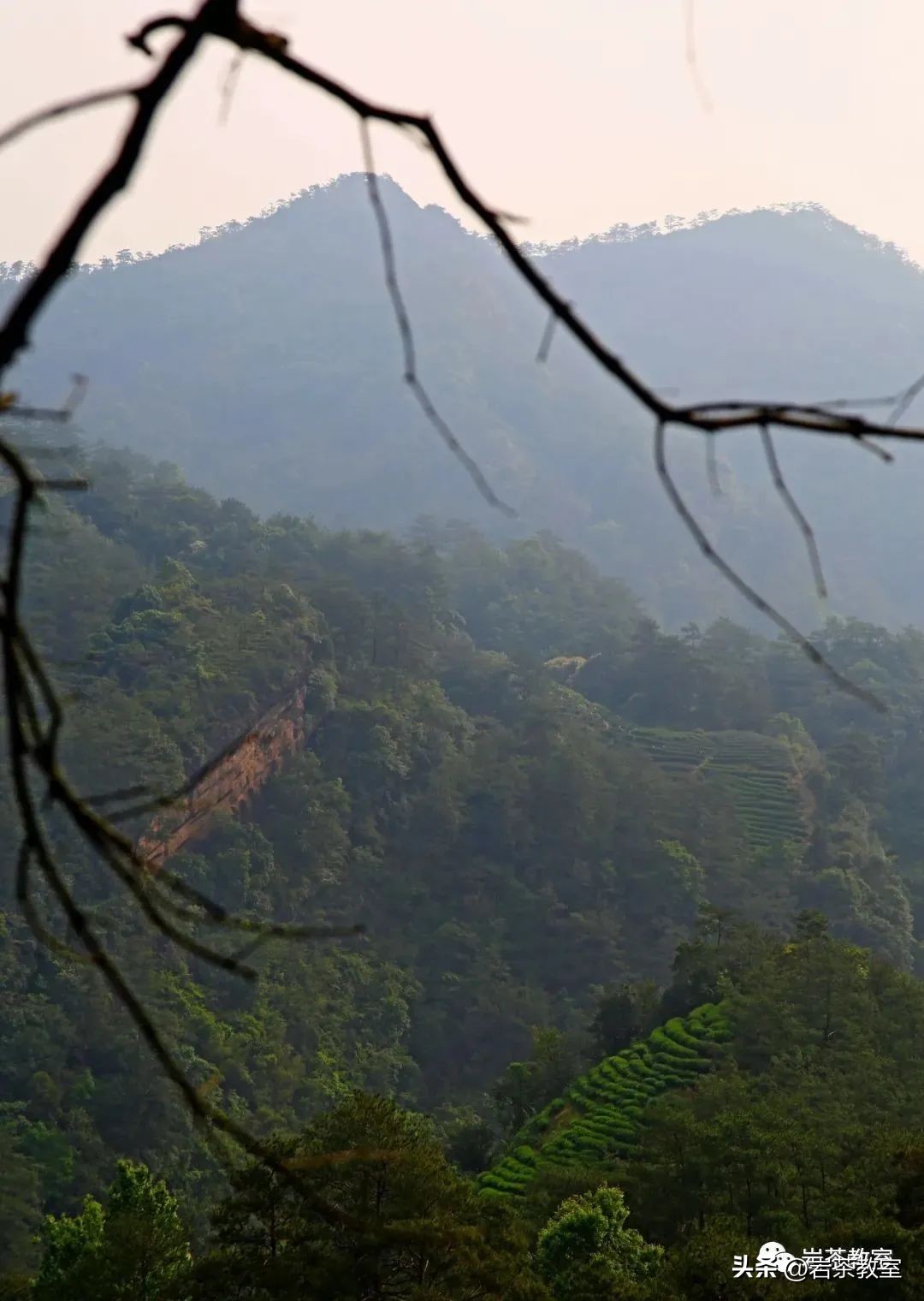 带兰花香的岩茶是什么品种,带香味的茶是假的吧