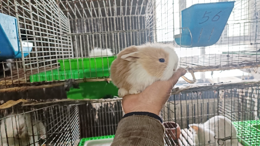 牛羊养殖助力三农,牛羊高效养殖综合技术宣传与推广