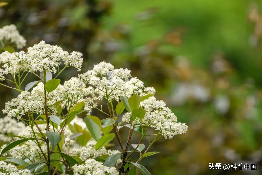 好臭的石楠花,石楠花为啥满大街都是
