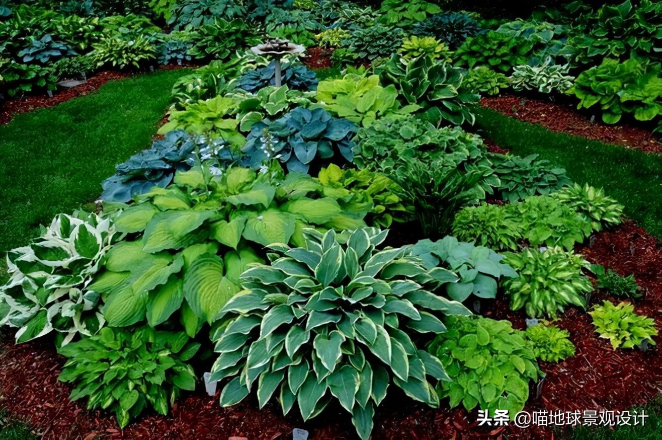 山东地区适合种植什么草皮,山东地区草坪