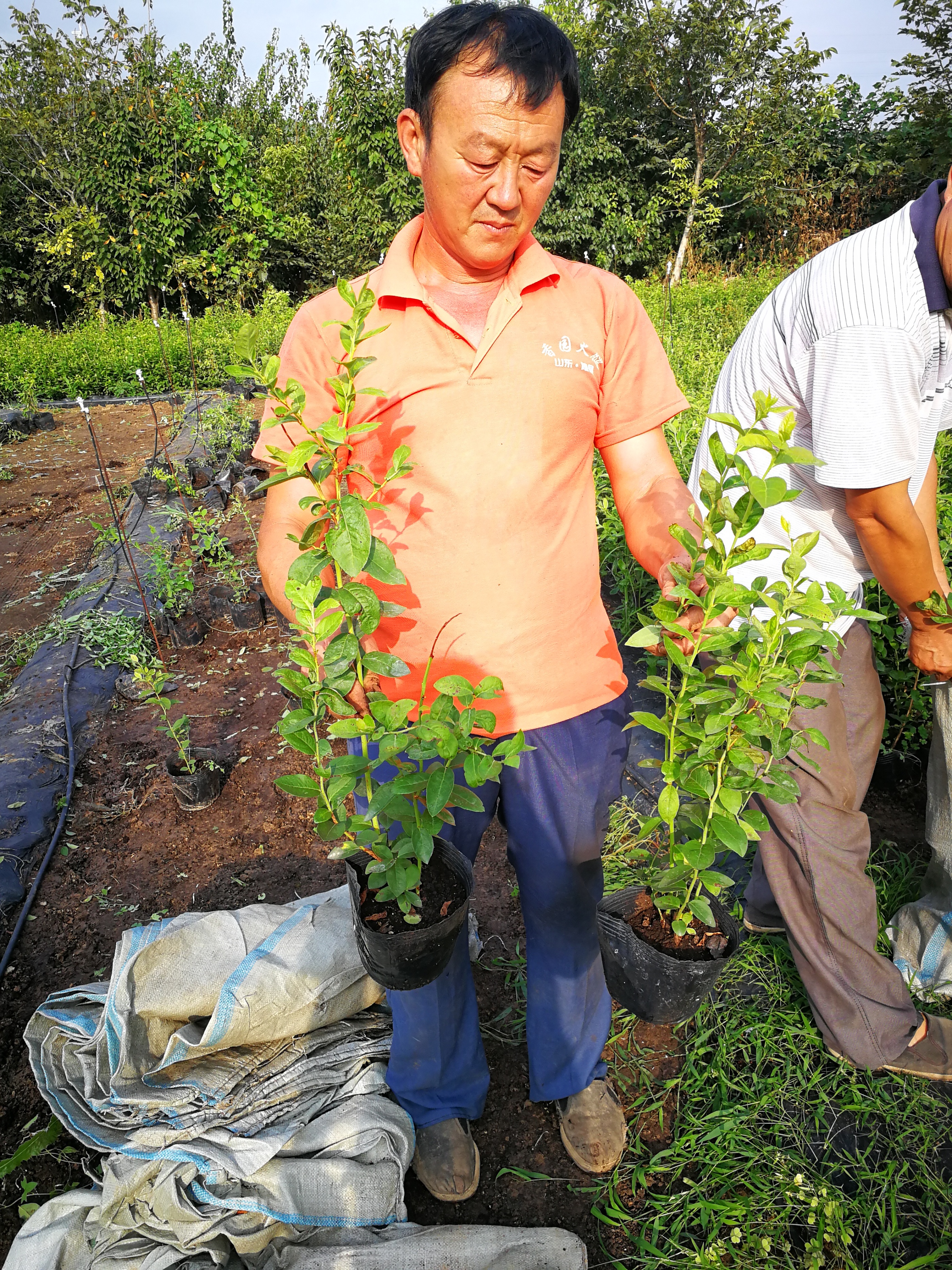 蓝莓h5与蓝莓绿宝石哪种好,蓝莓绿宝石与珠宝蓝莓哪个好