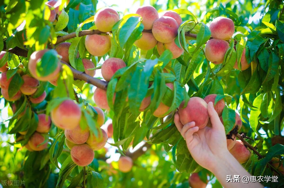 桃子哪个品种价格更高,桃子品种便宜实惠的有哪些