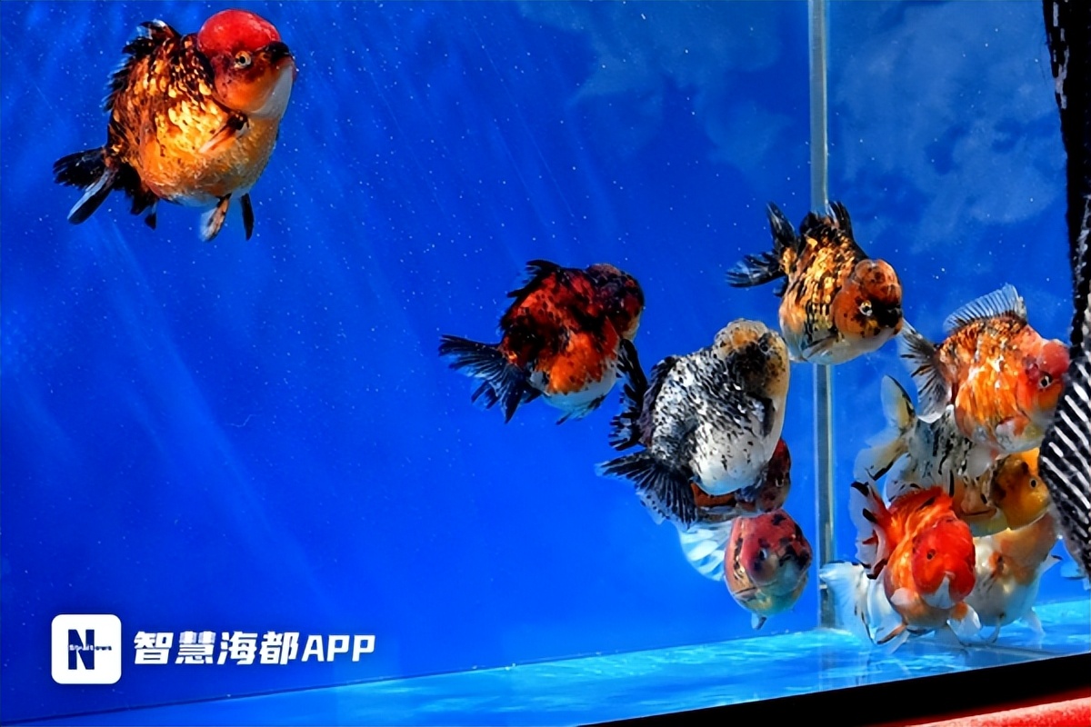 最珍贵的中国传统金鱼,福州西湖金鱼展