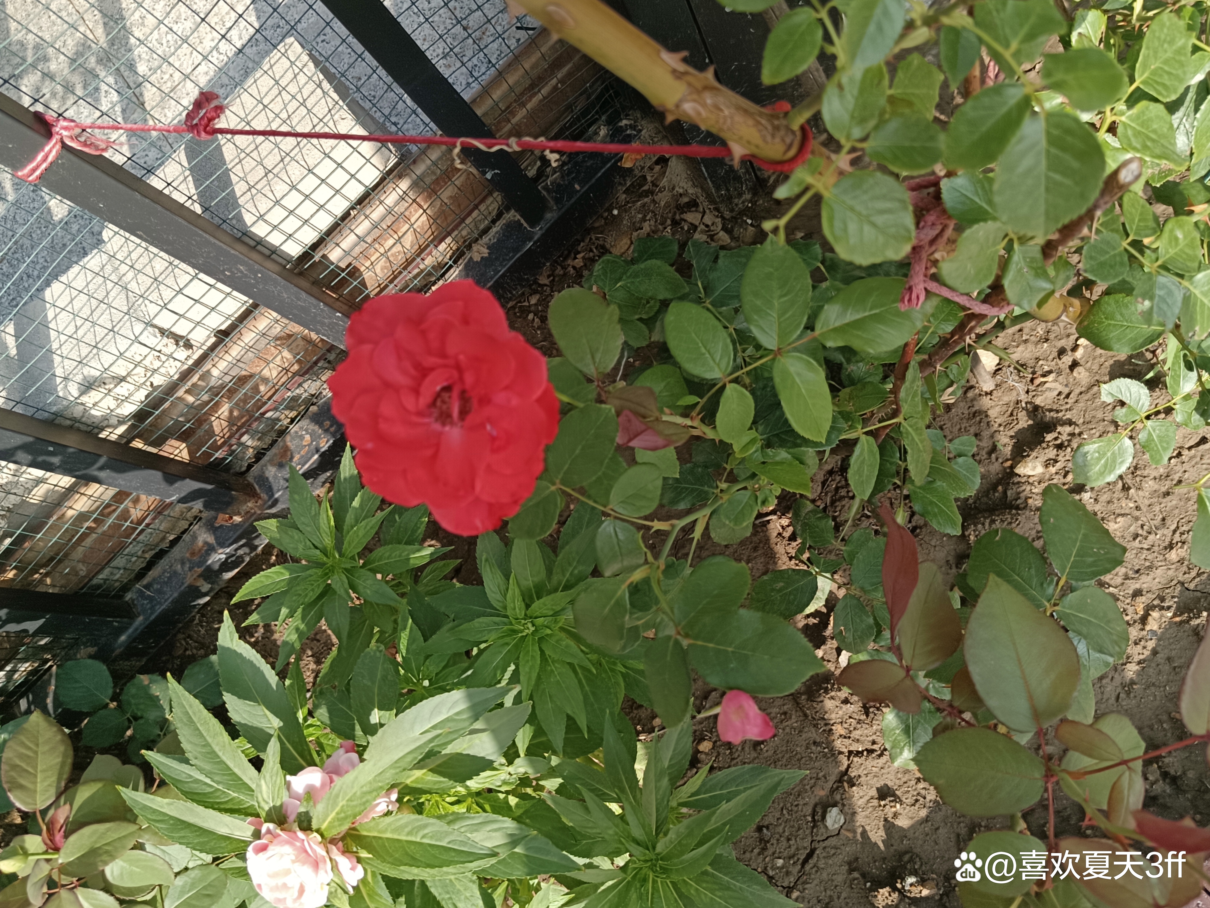 夏日的鲜花浪漫的盛开美丽又迷人,夏日盛开的鲜花
