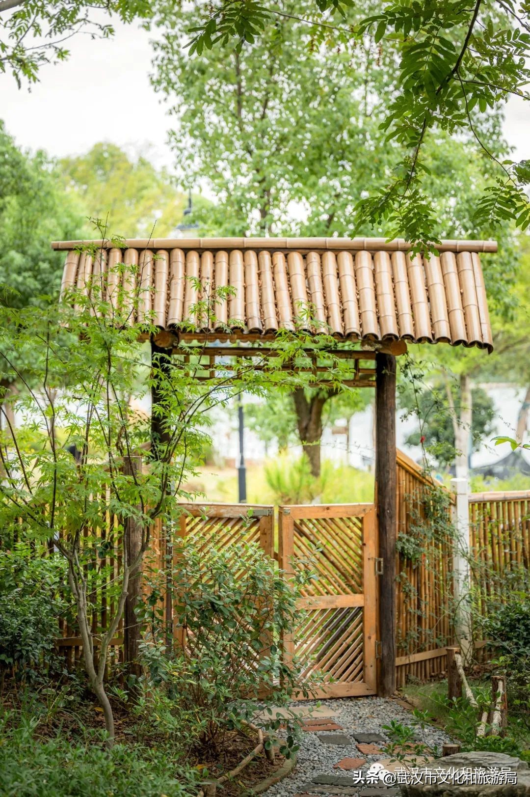 九月，秋风吹进武汉人的小院