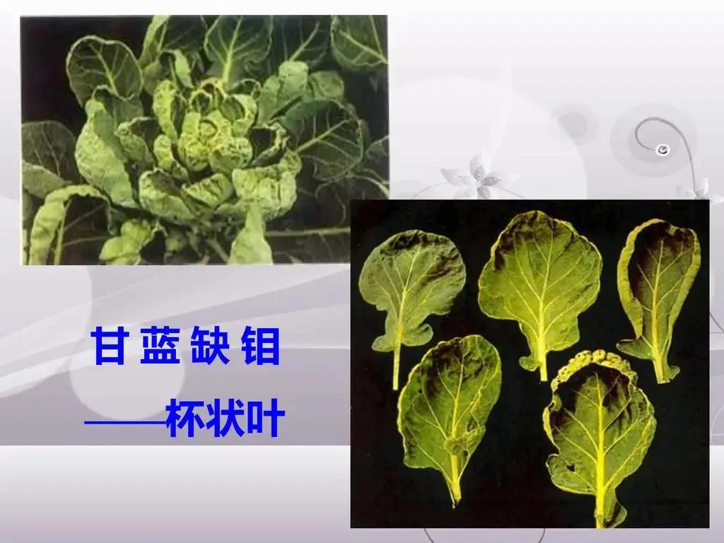 土壤缺钼怎么办,植物缺少钼元素会有什么结果