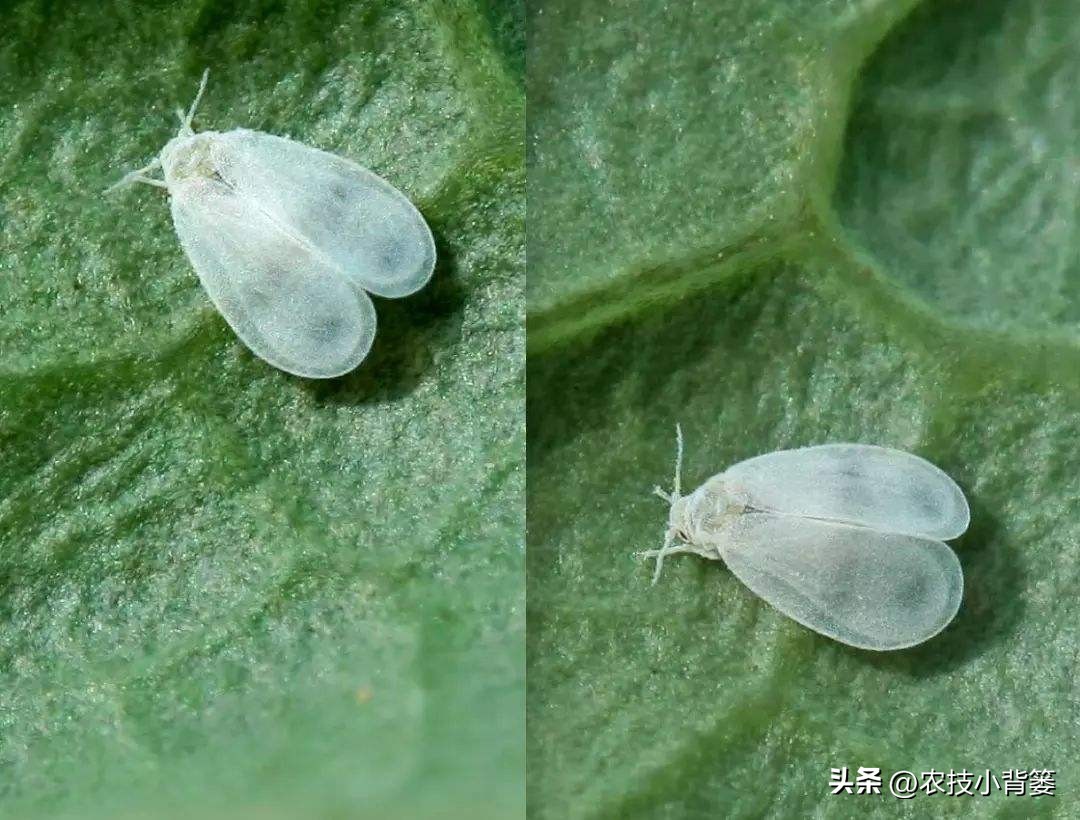 粉虱虫打什么农药,粉虱要用什么农药才能消灭