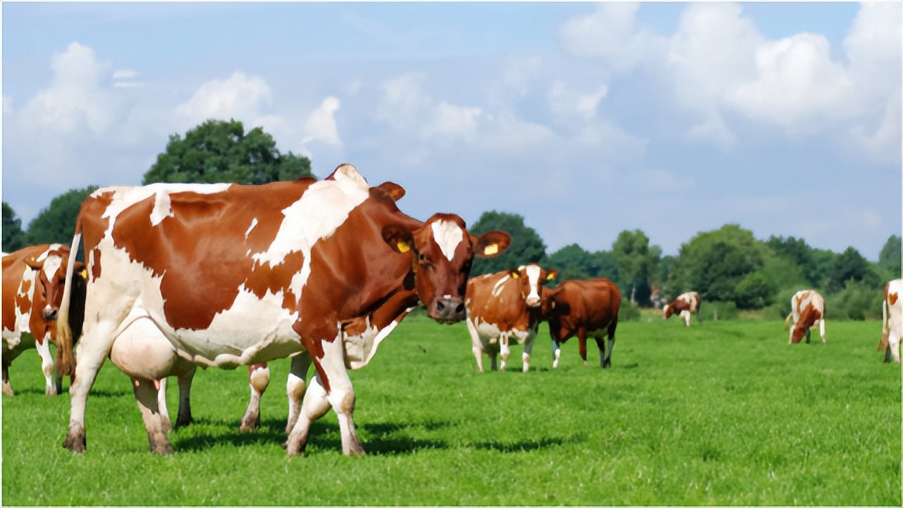 牛四肢无力站不起来用什么药？牛站不起来怎么治疗，方法有这些