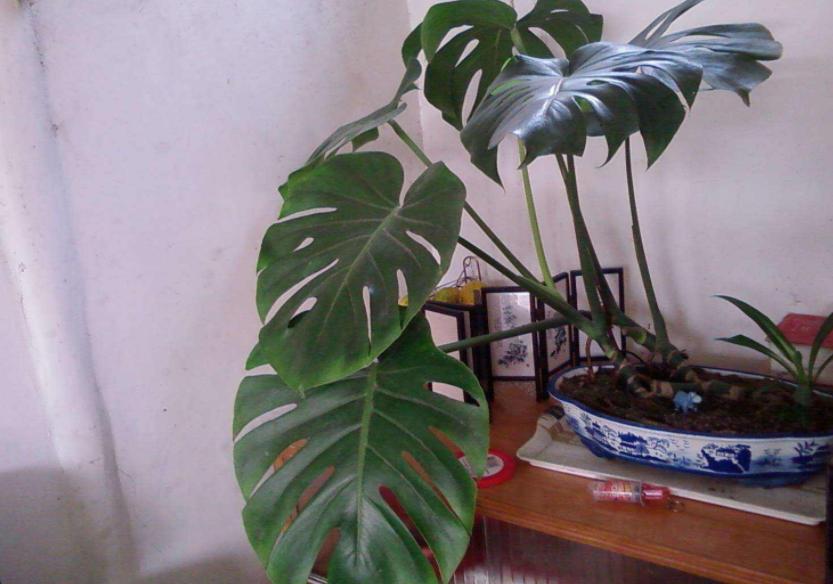 室内小盆栽适合种什么除甲醛招财,室内盆栽花卉除甲醛