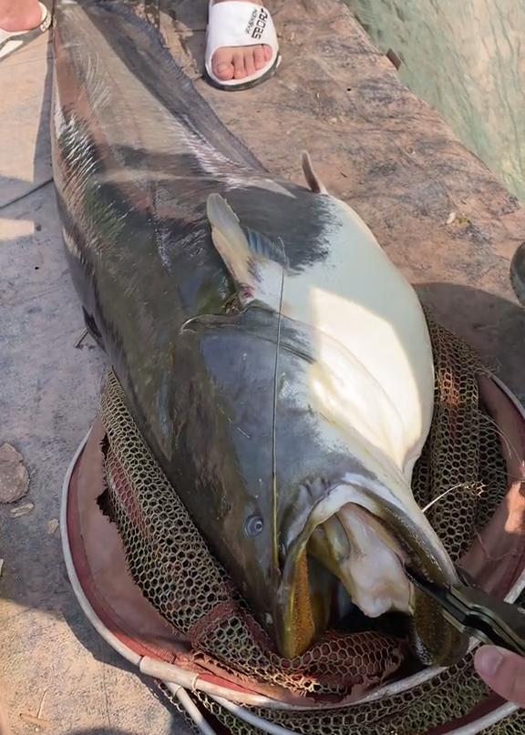老成精？四川一水库“鲶鱼王”被人钓起，重89斤，许多人劝放生