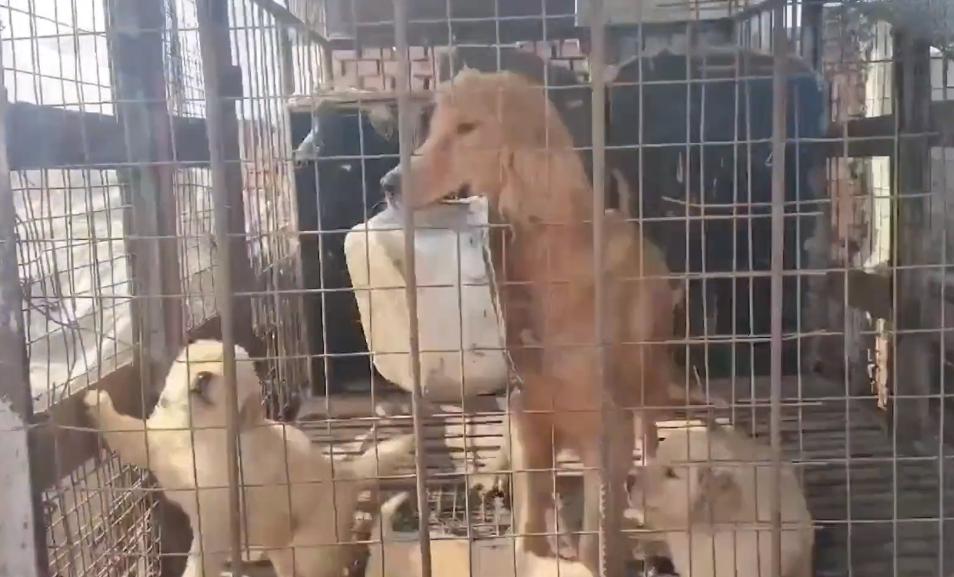 被养殖场淘汰的金毛犬，只能在笼子里端着盆子替它的孩子讨要食物