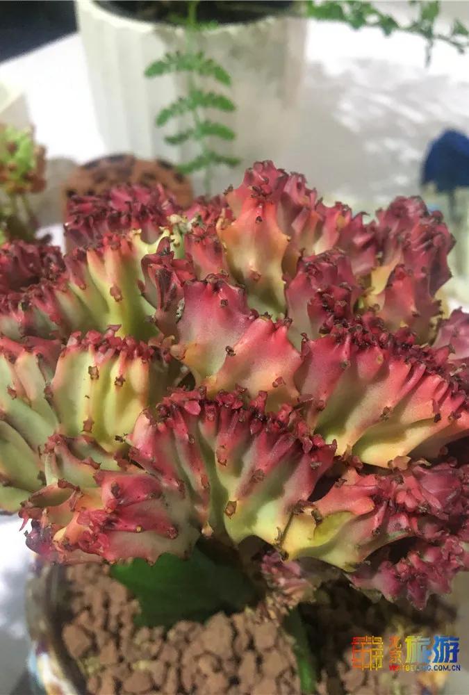 京南永清花卉批发市场,京南花卉批发市场