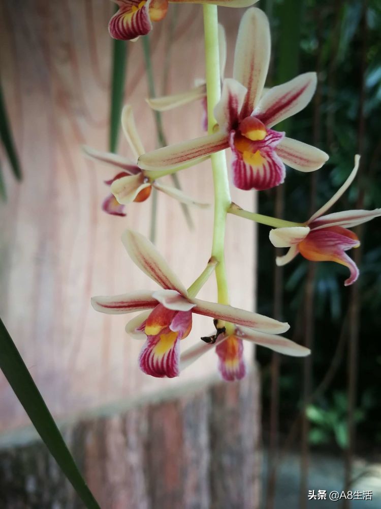 带你认识中华兰花纹瓣兰,顶级纹瓣兰图片