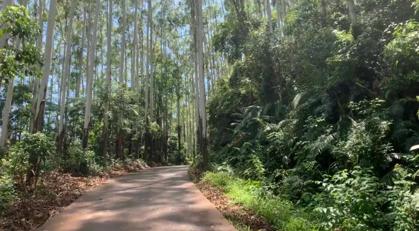 黄埔油麻山和石牙顶天坑相距多远,黄埔天坑景点