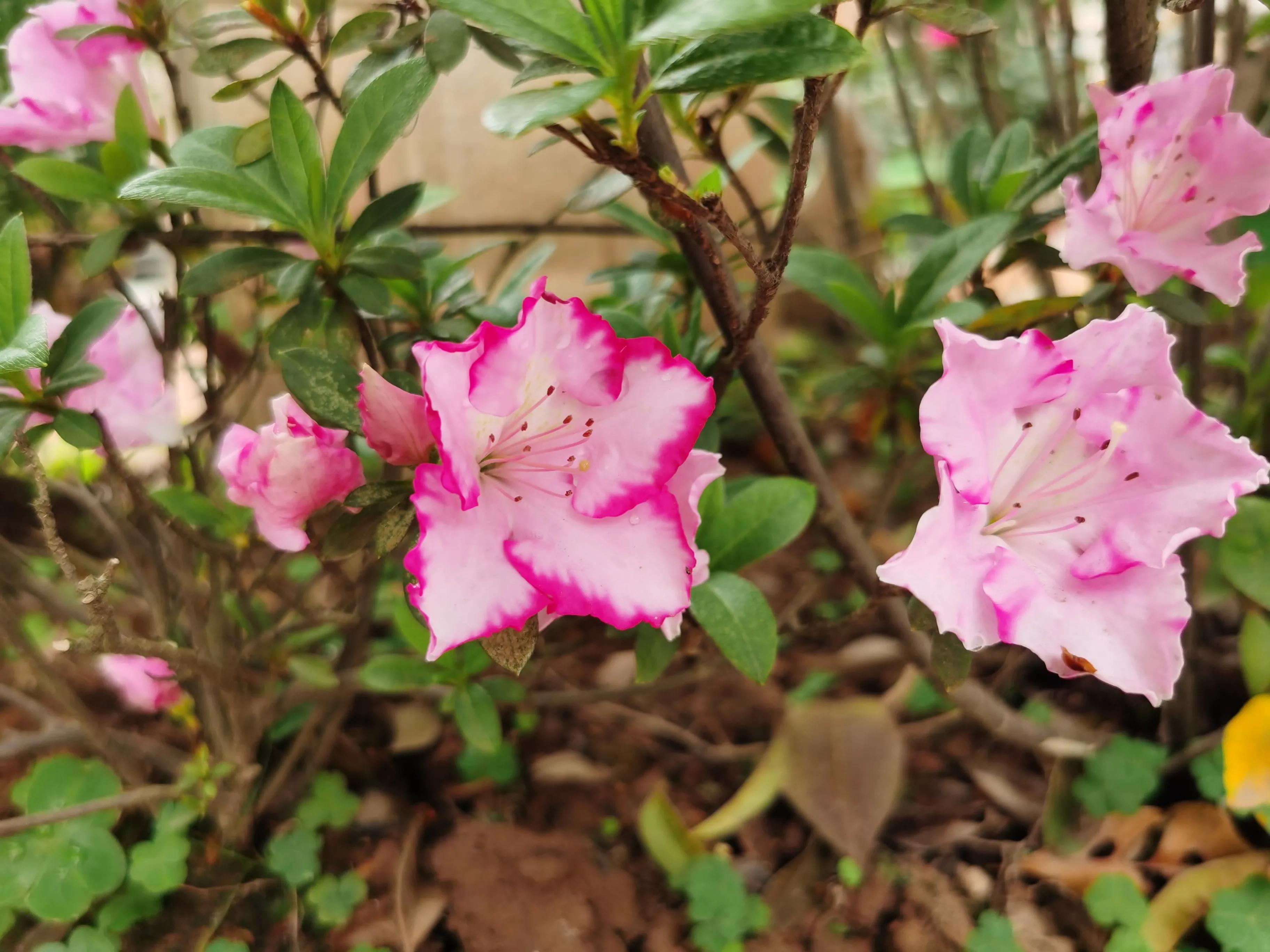 赏花旅游种什么花,春季去公园踏青上百种花让人眼花