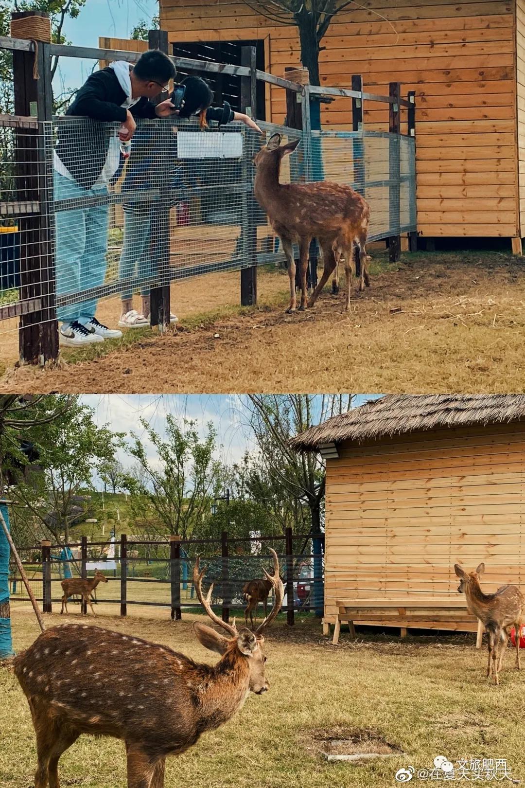 原来，在社交平台中，肥西的真实风景是这样的
