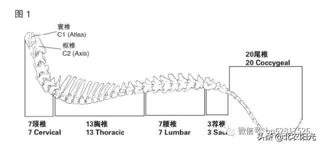 犬解剖图手绘,犬解剖生理3d图