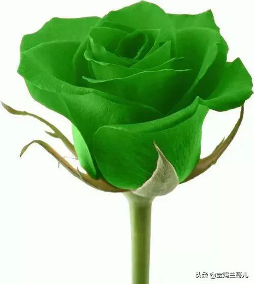 漂亮又特别的玫瑰花图片,特别漂亮的彩色玫瑰花图片