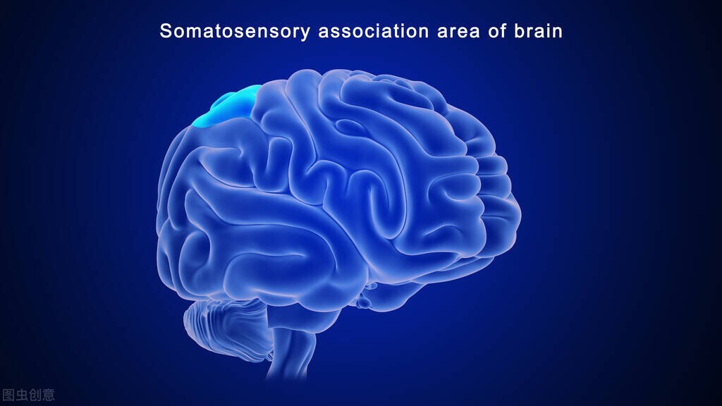 大脑说明书完整版,大脑操作手册