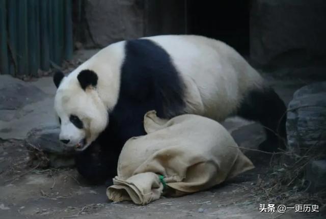 旅居美国的熊猫丫丫,旅美熊猫艰辛的回国之路