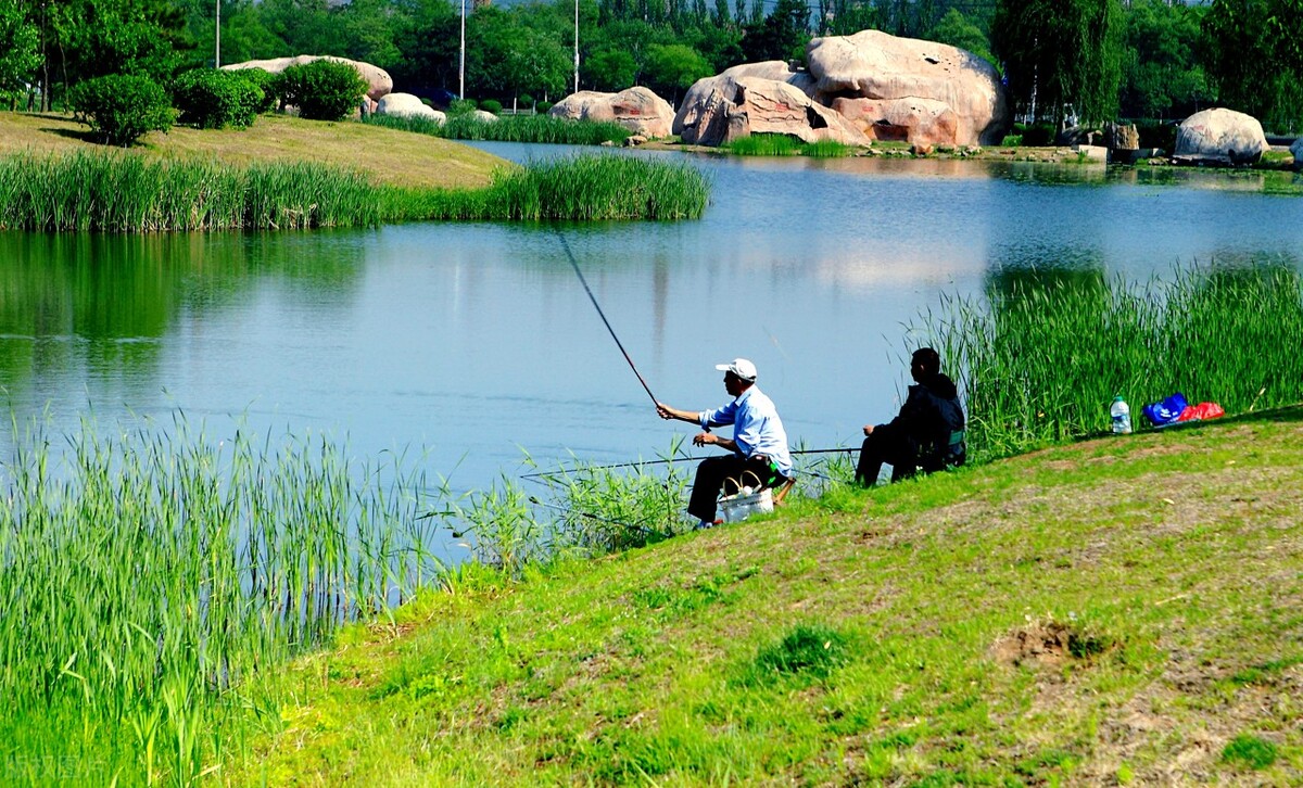 玉米钓法在什么样的环境下用,玉米打窝玉米作钓技巧