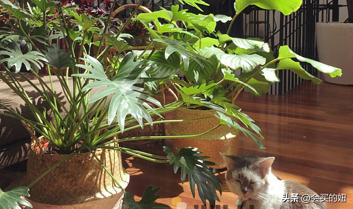 好看又便宜的绿植店铺,什么小绿植好养又适合店铺