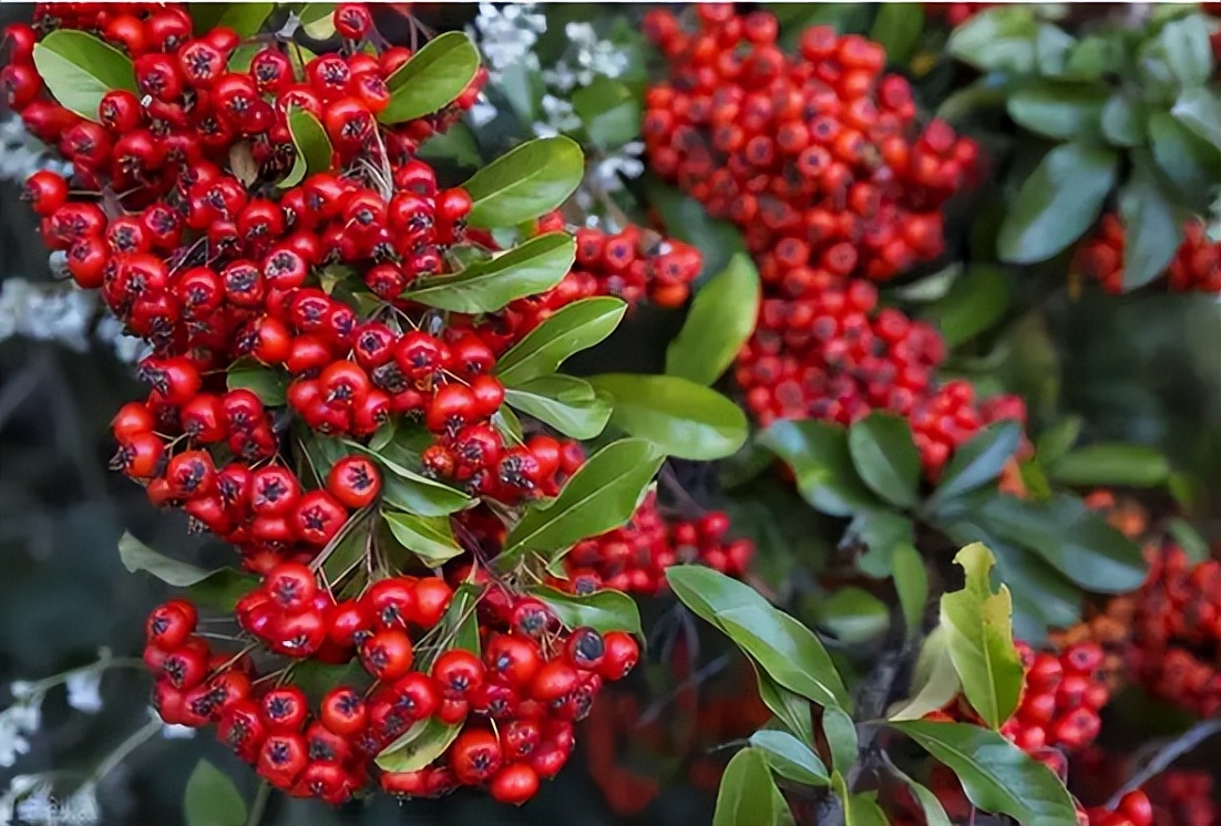 火棘果子是谁发明的,火棘果为什么叫军粮