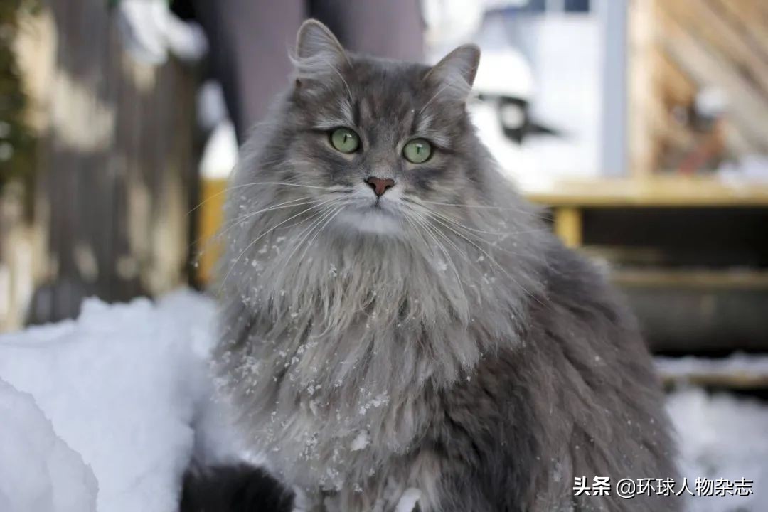 猫咪被惩罚了一直叫,俄罗斯猫被制裁是怎么回事